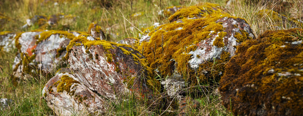 Rees Valley Rock